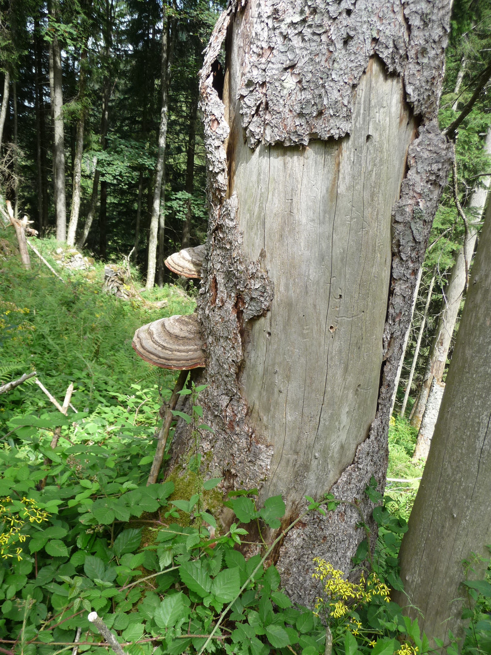 Stehendes Totholz der Fichte (Picea abies) mit Anzeichen von Fragmentierung (Volumsverlust) und Pilzbesiedlung.