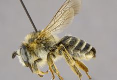 Ansicht einer Präparierten Wildbiene (Megachile parietina) von der Seite