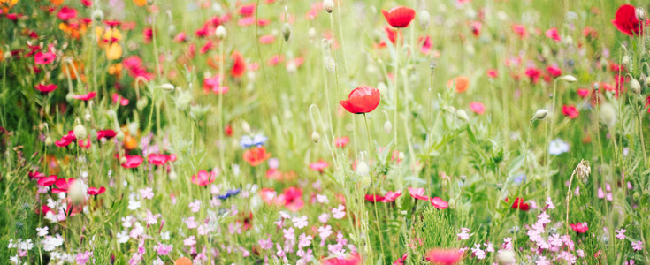 Poppy meadow