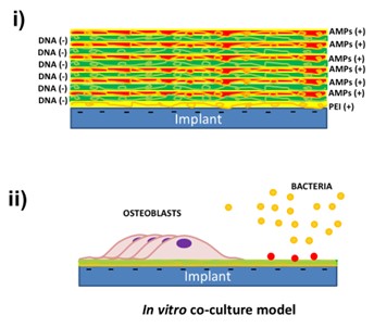 Figure i) Coating design through layer-by-layer deposition on a medical implant, and ii) in vitro co-culture analysis of biofilm formation and osteoblast adhesion, mimic in vivo-like conditions. 