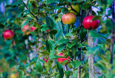 Foto: Susanne Pälmer/Pixabay