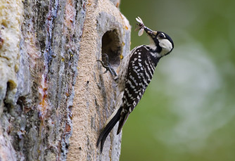 Foto: USFWS, CC-BY-2.0 (https://flic.kr/p/ciG2q3)