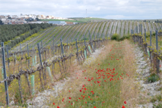 Gema Guzman/VineDivers