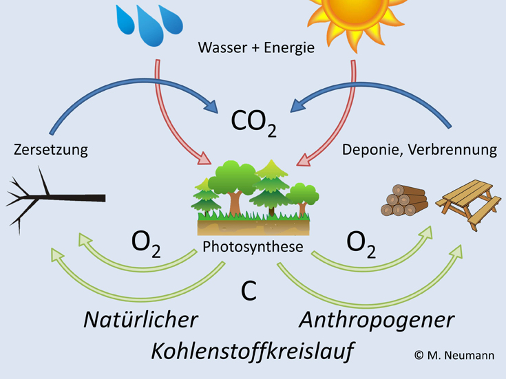 Center for Carbon ManagementDepartment für Wald und