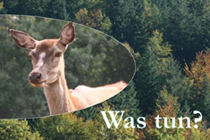 Quelle: Einladung zu "Verbergungskünstler Schalenwild"