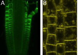 Fig. 1 A) Polar distribution of PIN2 (green signal) in an Arabidopsis root tip determines the direction of auxin transport. B) Intrinsic and environmental cues may trigger alterations in subcellular PIN2 localization (yellow signal), which are believed to