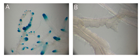 Fig. 2 A) Auxin triggers the formation of numerous lateral roots expressing a cell cycle reporter gene fusion (blue staining). B) In some chromatin remodeling mutants auxin-induced lateral root formation is impaired, which correlates with deficiencies in 