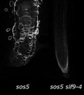 Figure 3: Mutations in the arabinogalactan-protein FLA4/SOS5 causes oversensitivity to salt, resulting in abnormally swollen and highly autofluorescent roots (left). Secondary mutations in several suppressor loci of fla4 (SLOF) restore wild type responsiv