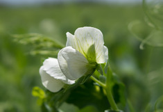 Erbsenblüte