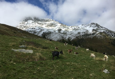 Swiss alpine pasture with goats
