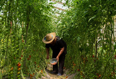 Argentinien: Mann im Glashaus mit Tomatenpflanzen