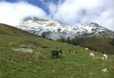 Schweizer Alm mit Ziegen