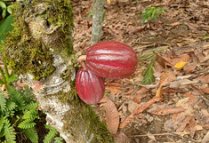 Kakaofrüchte hängen am Baum