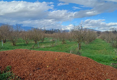 Landwirtschaftlicher Anbau