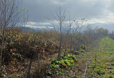Feld mit gemischtem Anbau