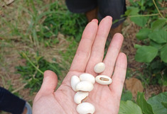 Weiße Bohnen in einer Hand
