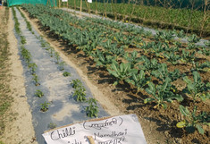 Feld mit angebauten Chilis